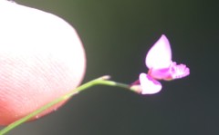 Polygala nematocaulis