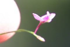 Polygala nematocaulis