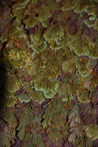 Hymenophyllum obtusum observed 2011-11-16