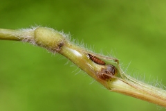 Mayetiola hellwigi