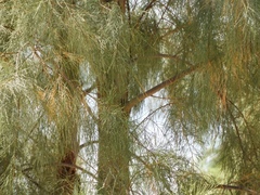 Tamarix aphylla