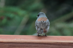 Junco hyemalis caniceps