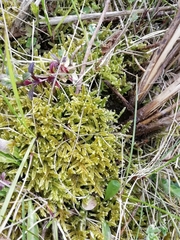 Hypnum cupressiforme lacunosum