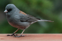 Junco hyemalis caniceps