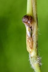 Mayetiola hellwigi