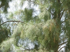 Tamarix aphylla