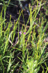 Polygala nematocaulis