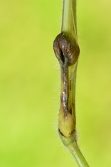 Mayetiola hellwigi
