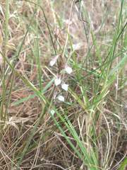 Schiedeella transversalis