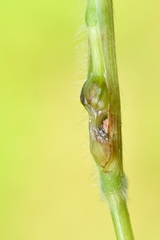 Mayetiola hellwigi