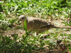 Columbina inca