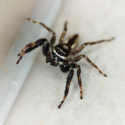 Gray Wall Jumping Spider