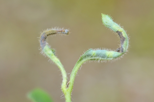 Macrolabis lonicerae