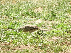 Columbina inca