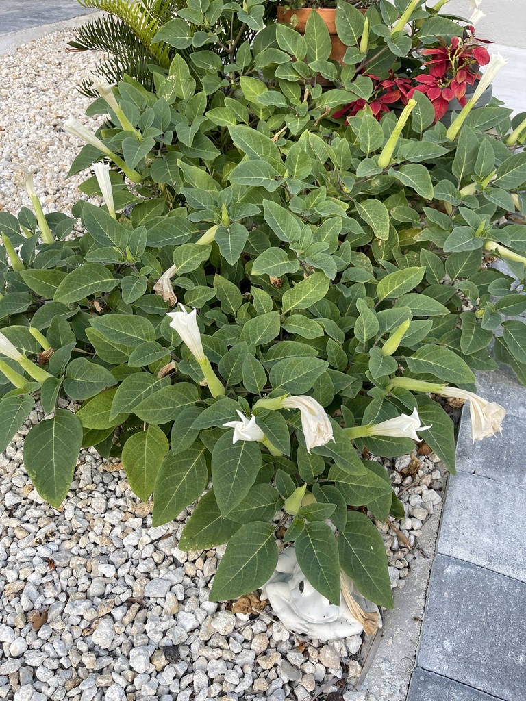 Something from Vaca Key, Marathon, FL, US on April 16, 2024 at 06:57 PM ...