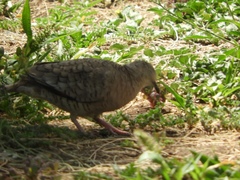 Columbina inca