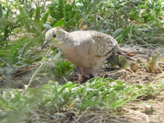 Columbina inca