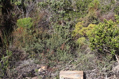 Cliffortia carinata