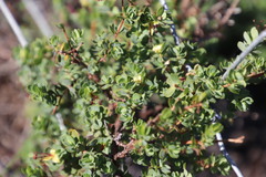 Cliffortia carinata