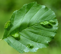 Taphrina sadebeckii