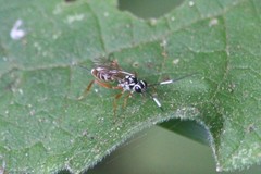 Lymeon orbus
