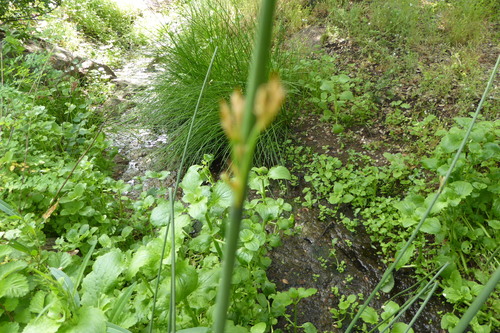 Image of Juncus textilis by no rights reserved