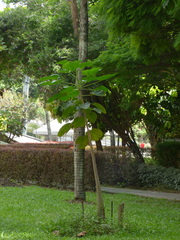 Cavanillesia chicamochae