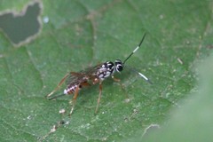 Lymeon orbus