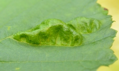 Taphrina sadebeckii