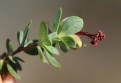 Cliffortia carinata