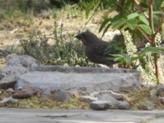 Haemorhous mexicanus