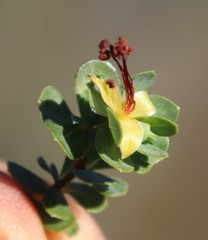 Cliffortia carinata