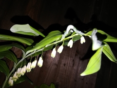 Polygonatum × hybridum