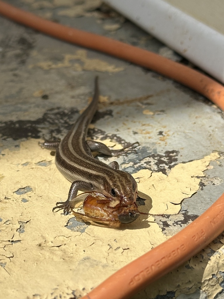 Common Five-lined Skink from Madison Ave, Cary, NC, US on April 12 ...