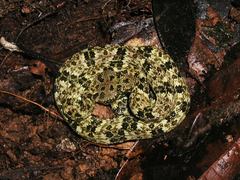 Bothrops taeniatus