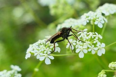 Empis tessellata