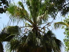 Coryphoideae