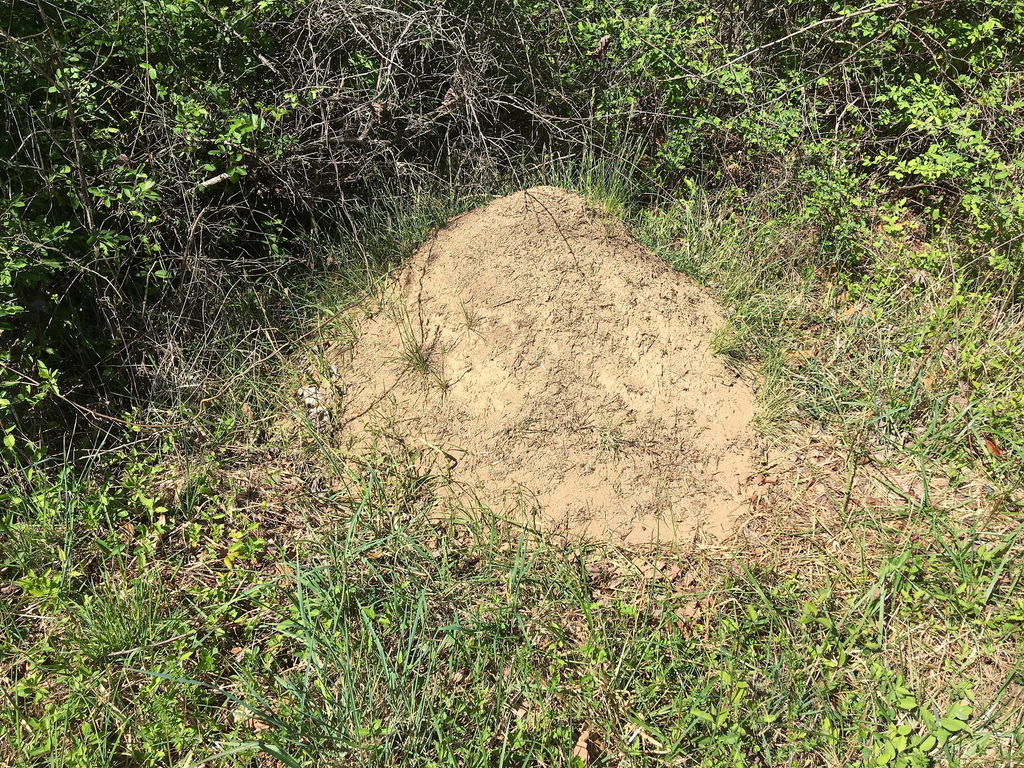 Allegheny Mound Ant from Montgomery County, MD, USA on April 16, 2024 ...