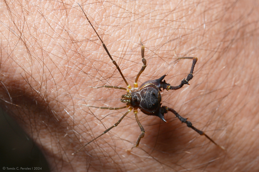 Discocyrtus testudineus