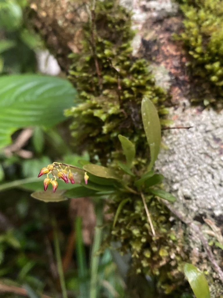 Specklinia crepidophylla