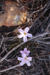 Oxalis bifida