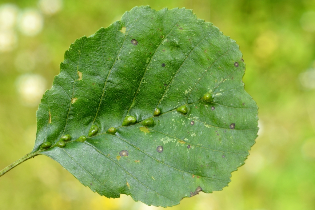 Aceria nalepai