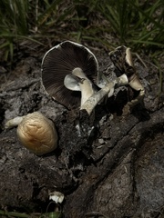 Media resource of Psilocybe cubensis