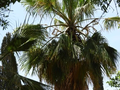 Coryphoideae