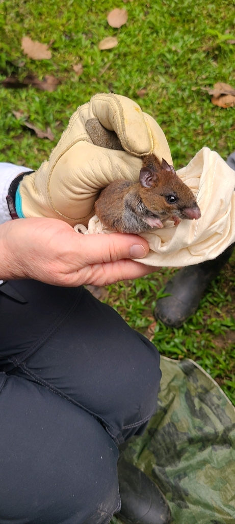 Amazonian Oryzomys
