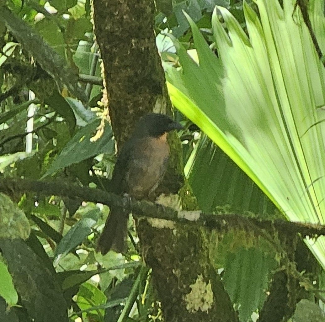 Black-cheeked Ant-Tanager (Driophlox atrimaxillaris)