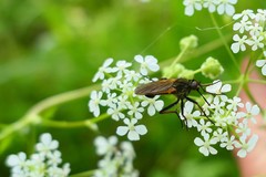 Empis tessellata