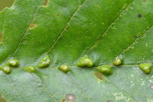 Aceria nalepai