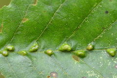 Aceria nalepai