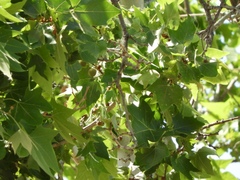 Platanus occidentalis